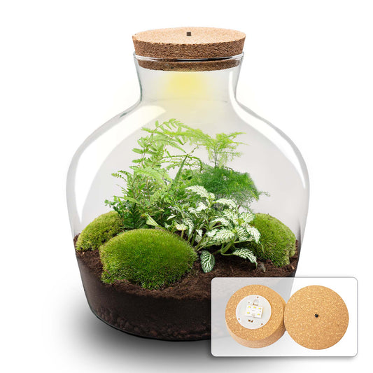 Fat Joe Green - Terrarium with light - Bottle garden DIY kit - Ø 29 cm ↑ 30 cm