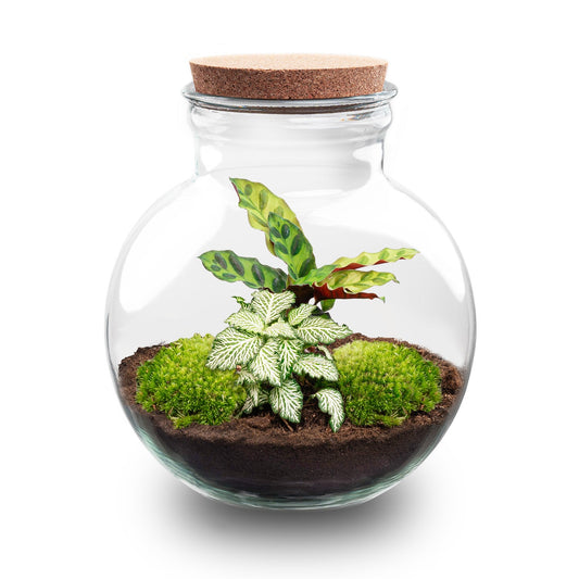 Teddy - Terrarium with light - Bottle garden DIY kit - Ø 25 cm ↑ 26,5 cm